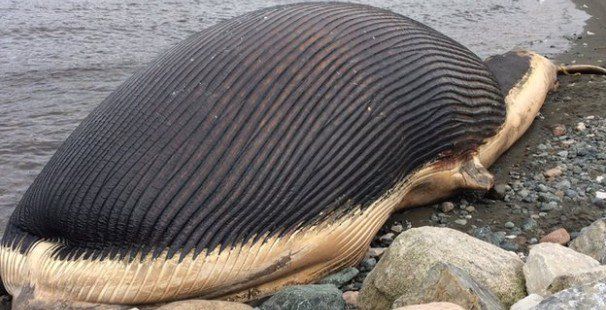 7 casos bizarros de animais que explodiram