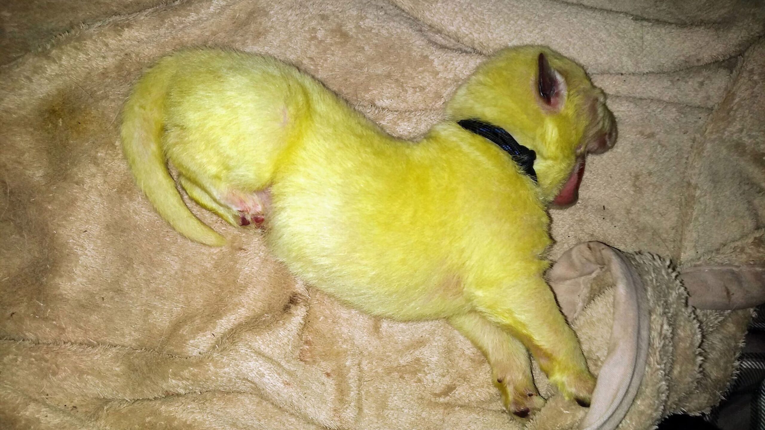 Cadela dá à luz a filhote verde limão nos Estados Unidos