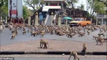 Como o coronavírus impactou os macacos da Tailândia?