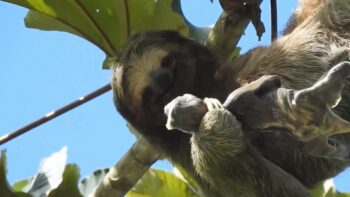 Imagens de preguiça dando à luz encanta a internet