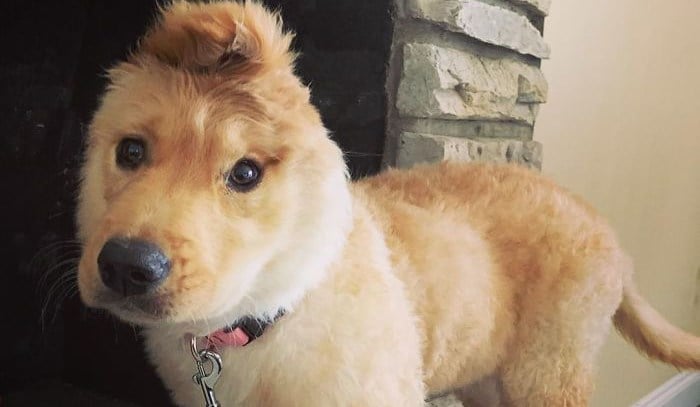 Conheça Rae, o cão unicórnio que só possui uma orelha e no meio da cabeça