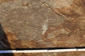 Primeira ”rede social” da história foi descoberta por cientistas