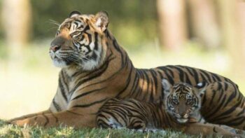 Um tigre em Nova York testou positivo para coronavírus