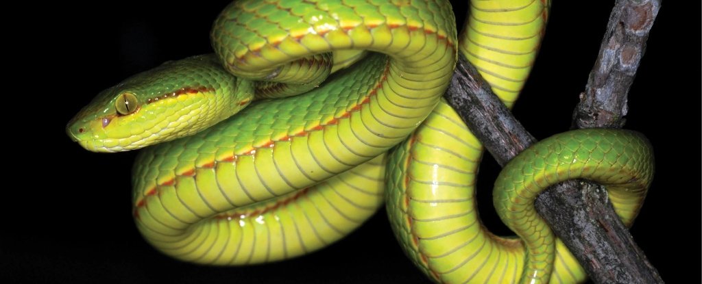 Nova espécie de serpente foi nomeada em homenagem a um dos fundadores de Hogwarts