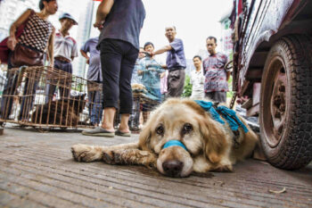 O que já sabemos sobre a infecção por Covid-19 em animais