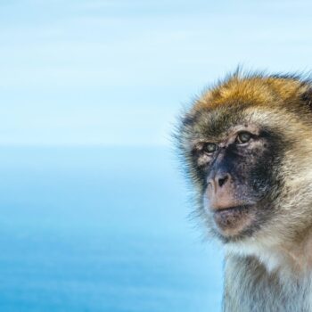 Macacos já extintos vindos da África cruzaram o Atlântico