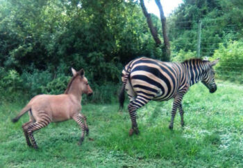 Uma zebra cruzou com um asno e o resultado foi esse