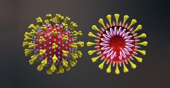 Cientistas identificam anticorpo que neutraliza o coronavírus