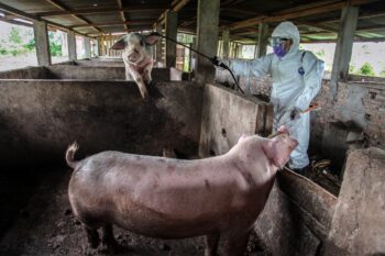 Na China, um novo vírus da gripe com “potencial pandêmico” foi encontrado
