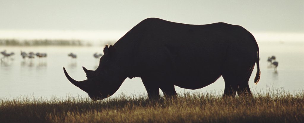 A sexta extinção da Terra está acontecendo e se acelerando