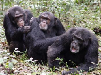 Osso misterioso no coração de alguns chimpanzés trouxe grandes questões