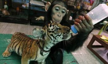 7 adoções bizarras feitas por animais