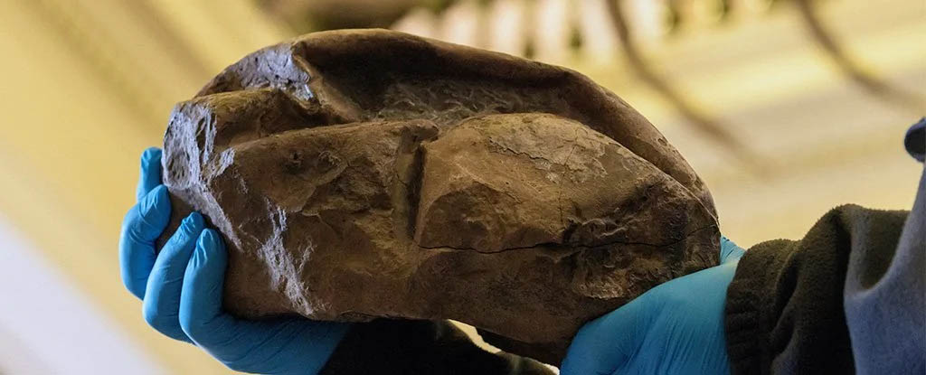A qual animal pertencia esse ovo misterioso achado na Antártica?