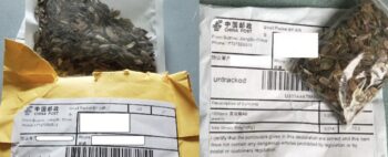 Pacotes misteriosos com sementes chinesas estão aparecendo por todo Estados Unidos h