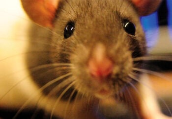 Cientistas conseguiram devolver a visão a ratos cegos sem cirurgia e podem dar esperanças para humanos