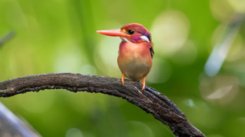 6 animais mais raros já fotografados