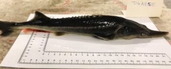Cientistas criam acidentalmente híbrido de dois peixes ameaçados de extinção