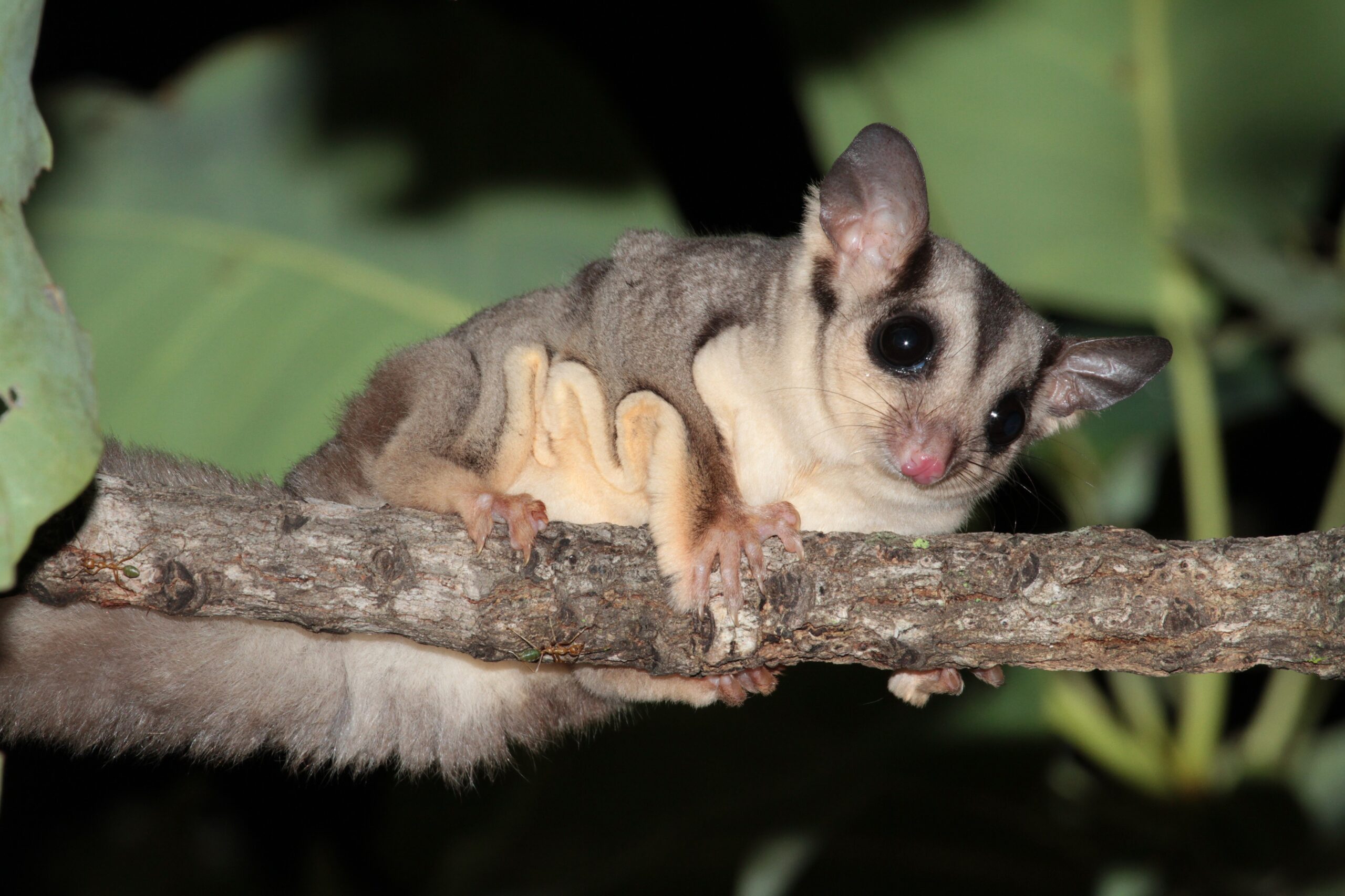Cientistas descobriram duas novas espécies de mamífero australiano