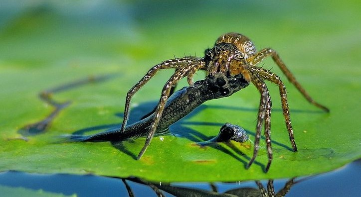 7 curiosidades gerais do mundo a nossa volta que você já deveria saber