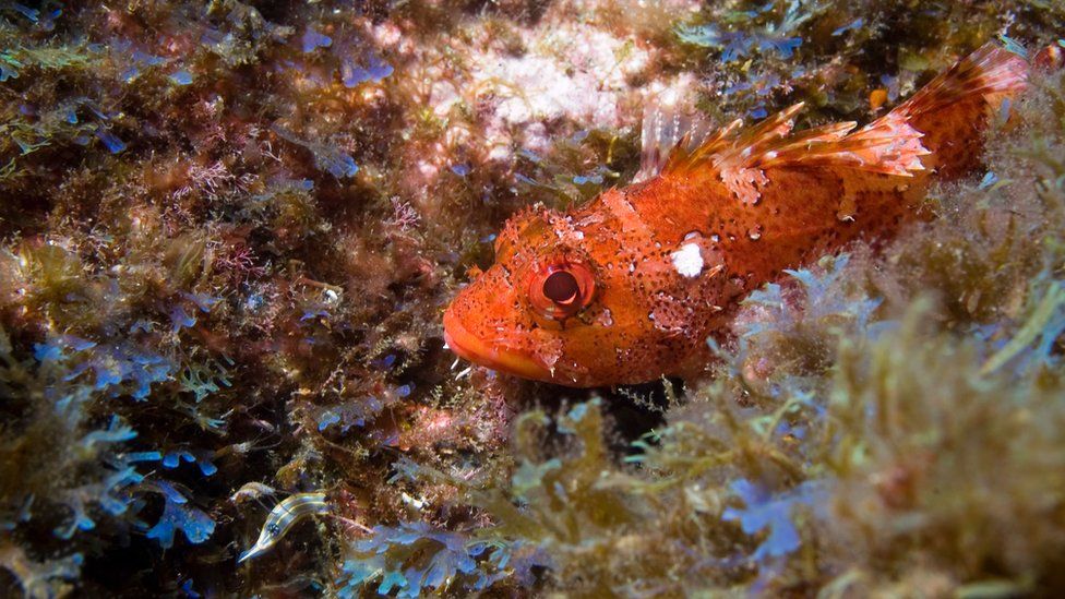 Como funciona a mineração nas profundezas do mar?