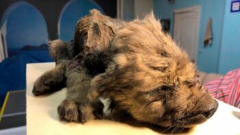 Filhote de cachorro, preservado no Permafrost, comeu um pedaço de um dos últimos rinocerontes lanudos do planeta