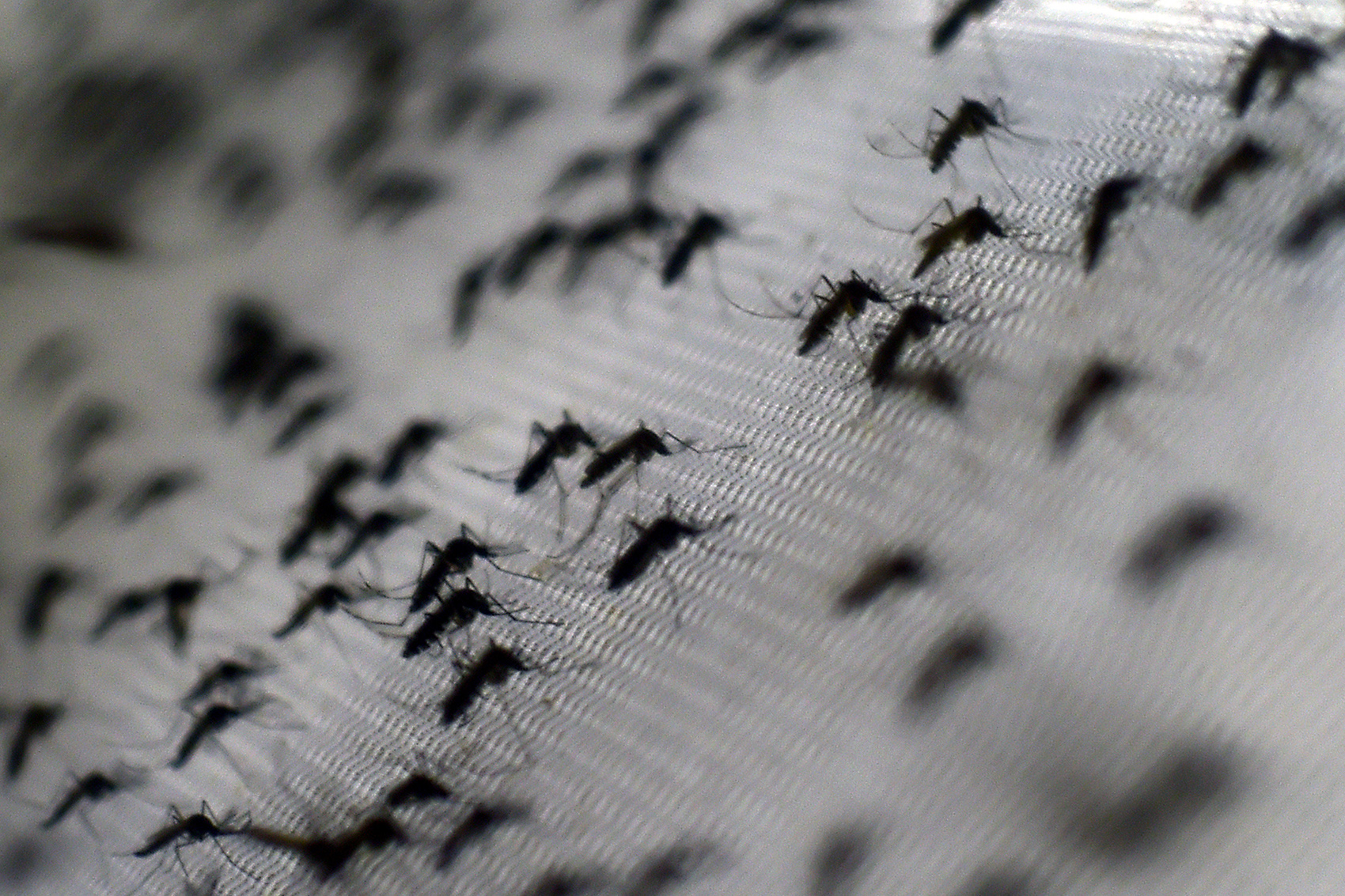 O que são esses 'tornados de mosquitos' que apareceram na Rússia?