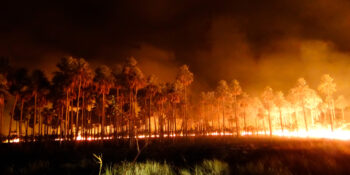 Entenda porque o Pantanal está vivendo a maior tragédia em décadas