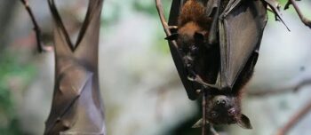 Forma como morcego fêmea se comunica com seus filhotes chama a atenção de cientistas