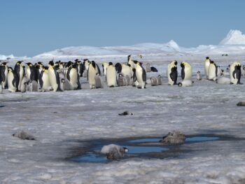 Colônias de pinguins imperadores desconhecidas são reveladas na Antártida por satélite