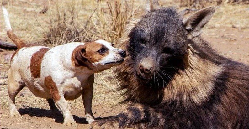 7 adoções mais malucas no reino animal
