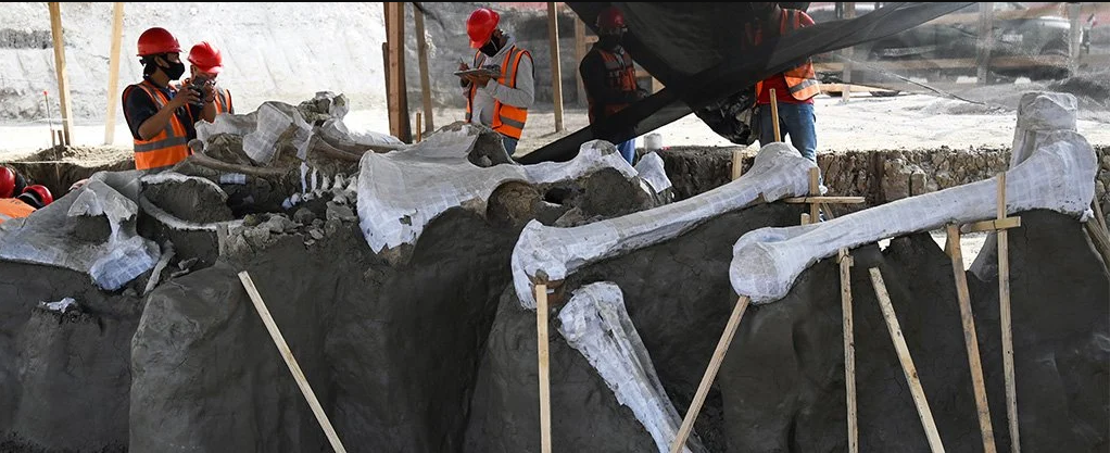 Ossos bem preservados de mamutes estão aparecendo no México