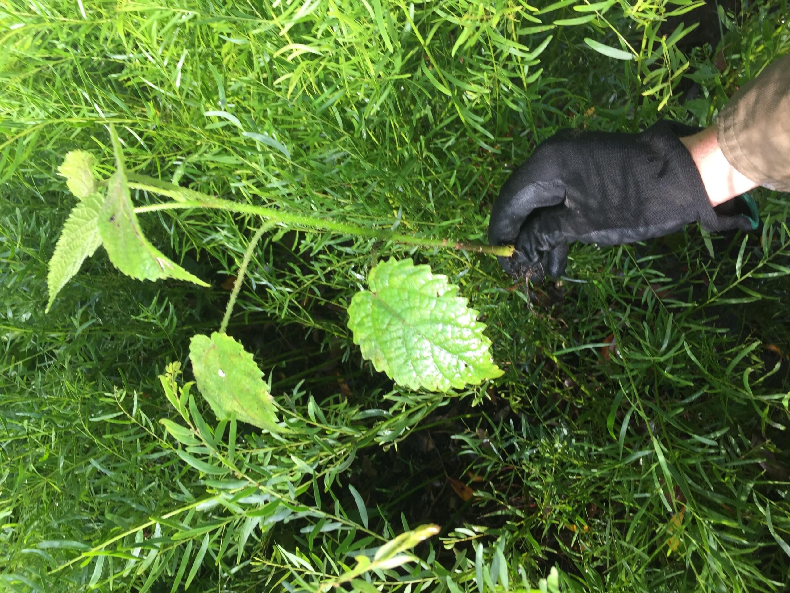Essa planta tóxica australiana injeta veneno parecido com o de um escorpião