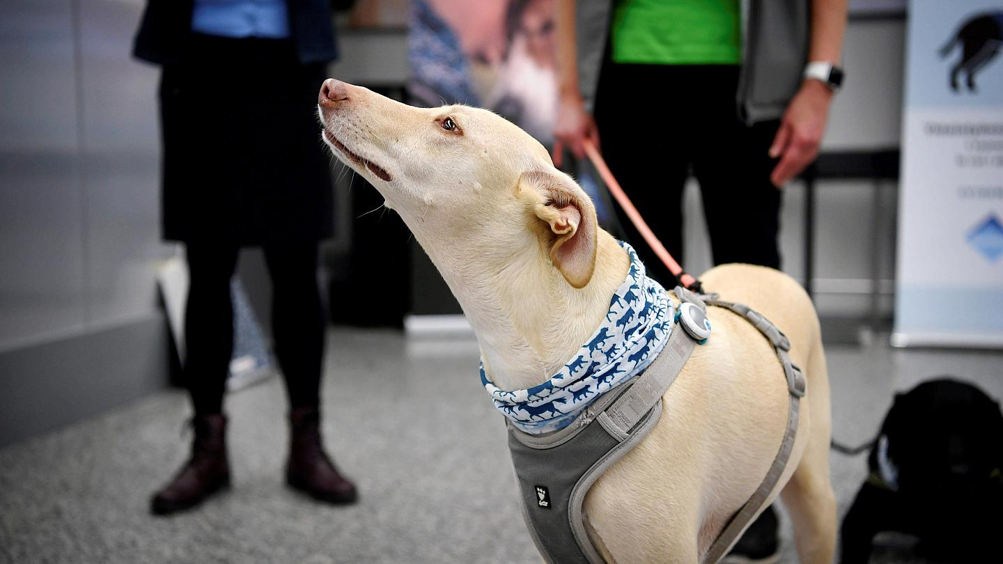 Cachorros do aeroporto de Helsinki podem detectar o COVID-19 quase 100% das vezes