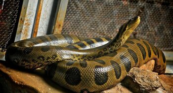 6 maiores cobras do reino animal
