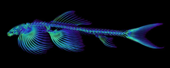 Cientistas identificaram, pelo menos, 11 espécies de peixes que podiam andar na Terra