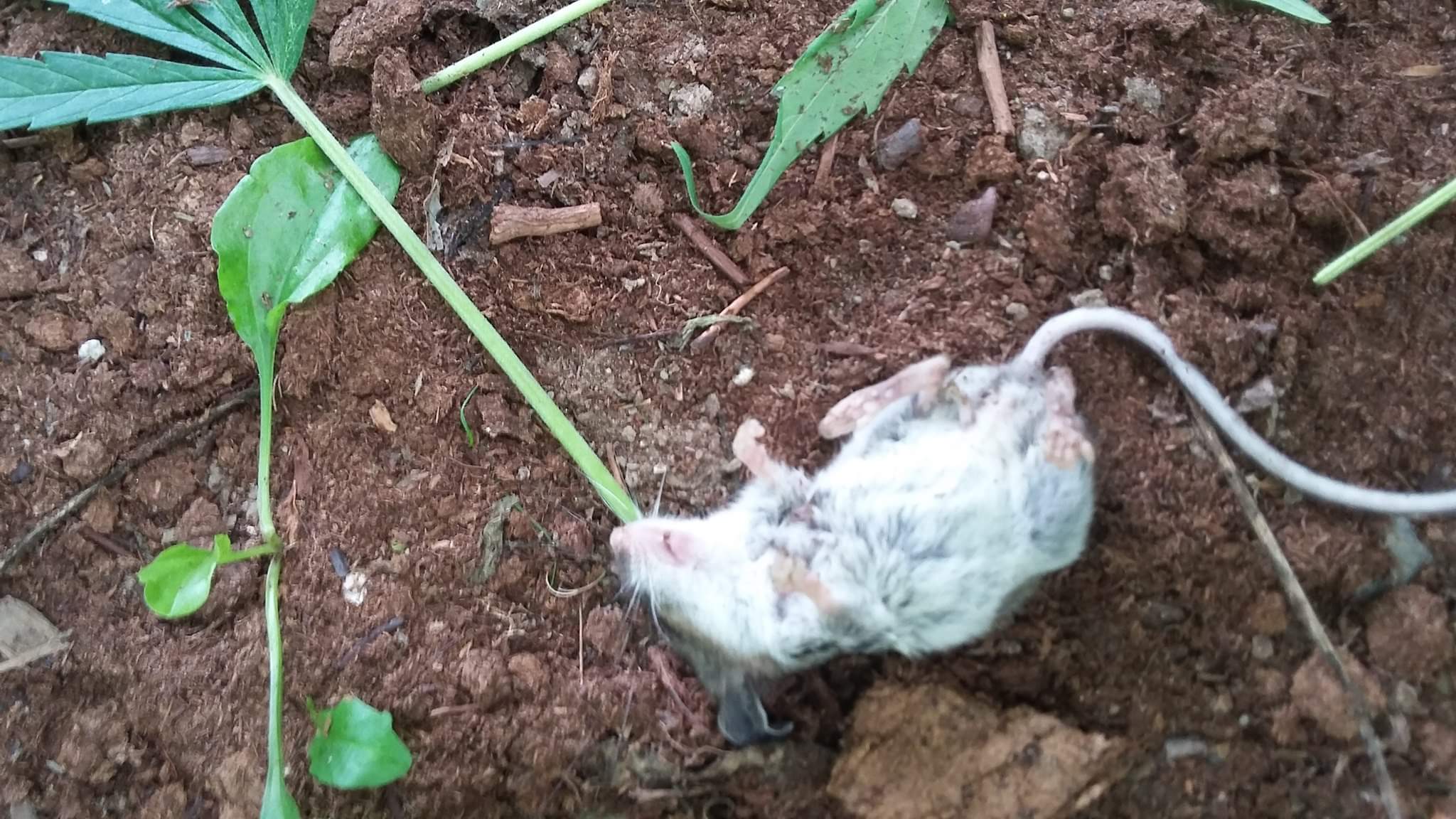 Esse rato invadiu uma plantação de maconha e ficou doido por dois dias seguidos