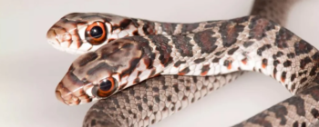 Essa cobra de duas cabeças na Flórida revela fenômeno natural raro