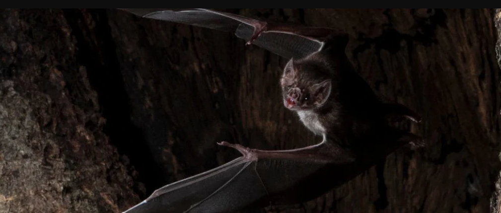Os morcegos vampiros praticam distanciamento social quando se sentem doentes