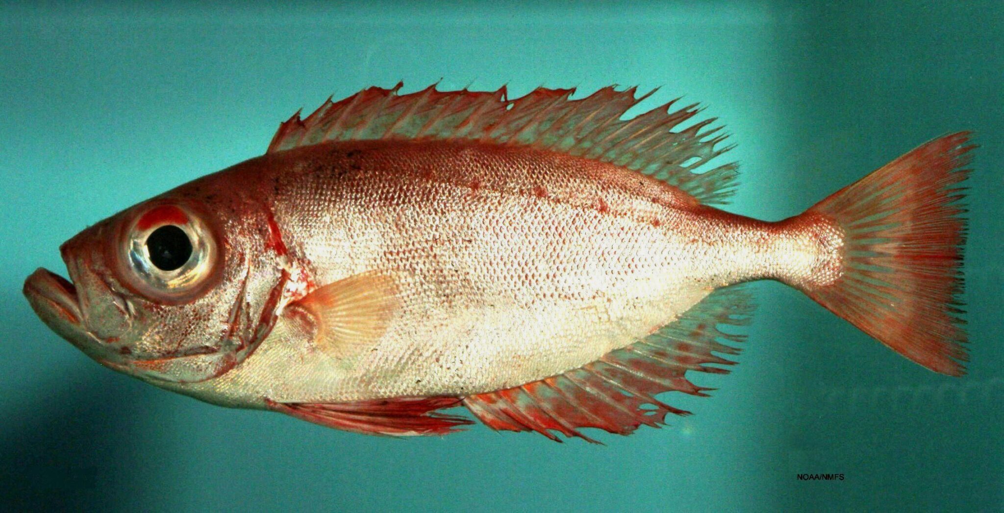 Alguns peixes conseguem regenerar seus olhos - Fatos Desconhecidos