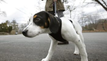 Encontrada ossada de cão de estimação da Idade da Pedra