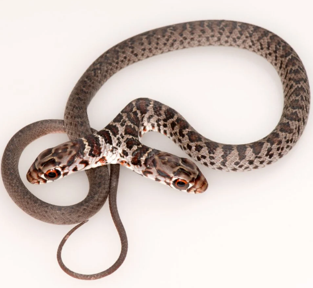 Essa cobra de duas cabeças na Flórida revela fenômeno natural raro
