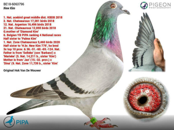 O pássaro globalizado … – Markt.de de pombos