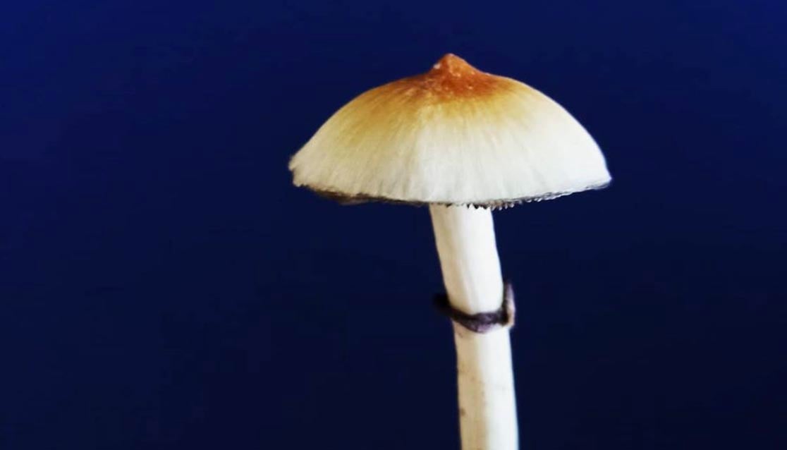 Cogumelos mágicos são 4 vezes mais eficazes que antidepressivos