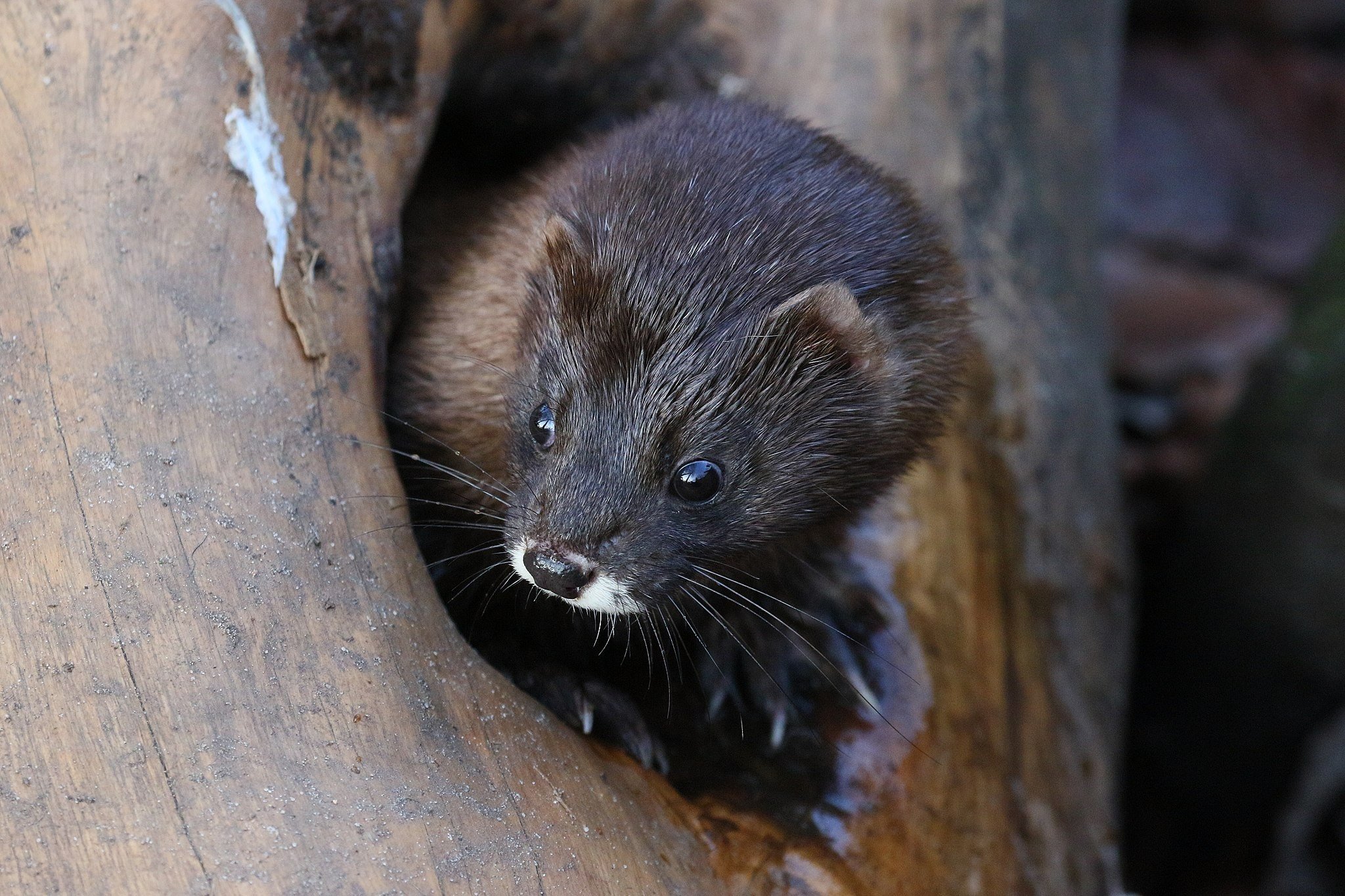 Na Dinamarca, 17 milhões de animais que estariam infectando humanos com Covid-19 serão sacrificados