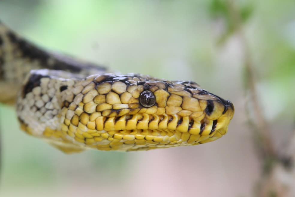 Jiboia mais rara do mundo é encontrada no interior de São Paulo