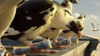 Conheça o pombo-correio mais caro do mundo