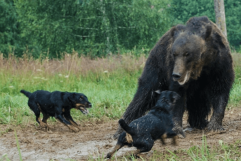Jagdterrier, a poderosa raça alemã de cães caçadores