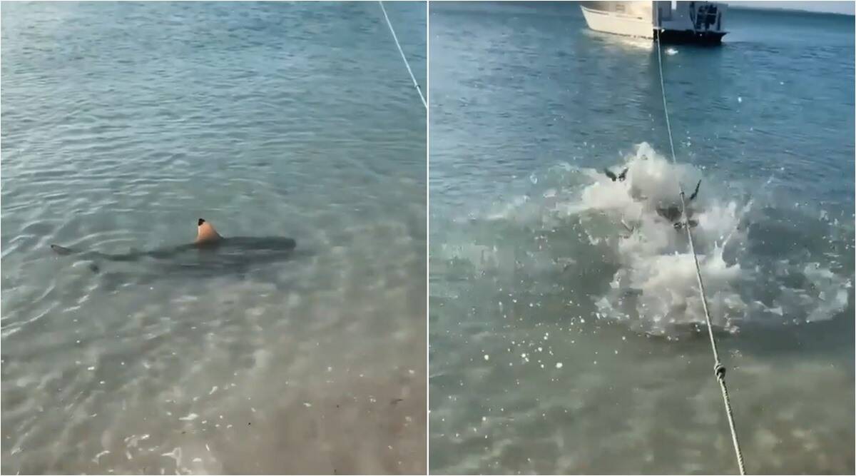 Veja o momento que um cão corajoso mergulha no mar para espantar um tubarão
