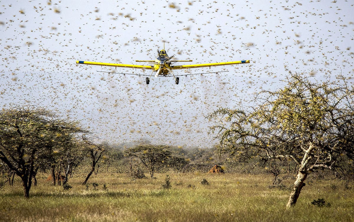 Nova nuvem de gafanhotos se aproxima do Brasil