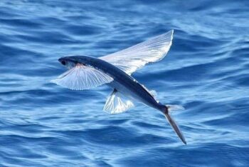 Conheça os peixes que aprenderam a voar